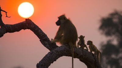 baviaan met kleintjes in ondergaande zon